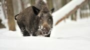 wild boar centre party hunt