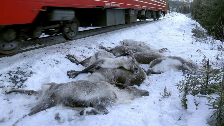 Reindeer Collision Nordland killed Sami