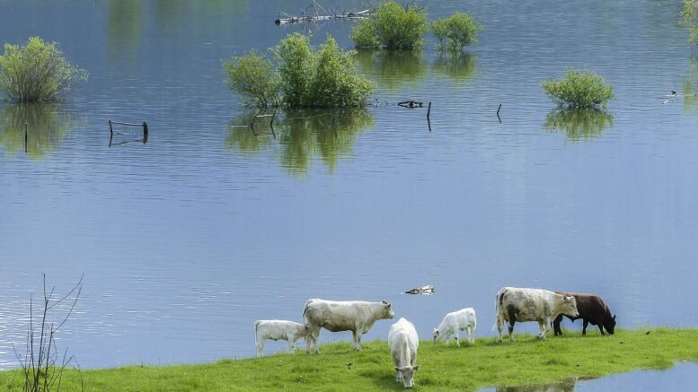 cow flood