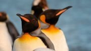 Penguin Antarctic Treaty