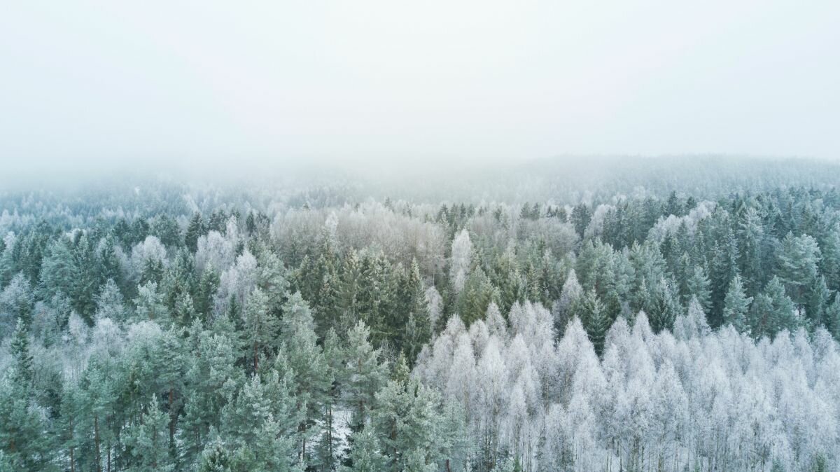 Forest winter