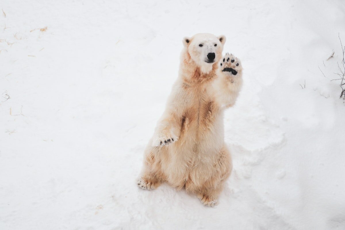 Polar bear waving
