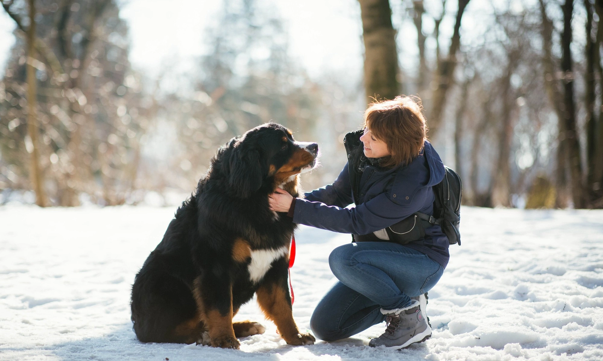 Pet Ownership Laws in Norway: What Every Pet Parent Needs to Know
