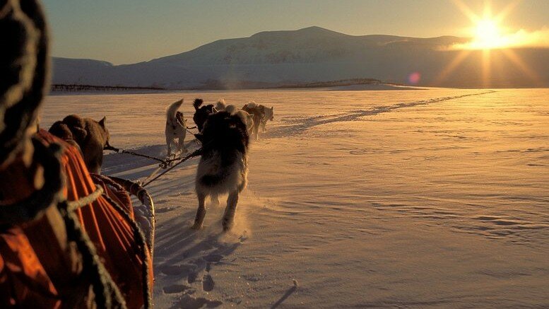 Dog sled racing through the landscapes of Northern Norway