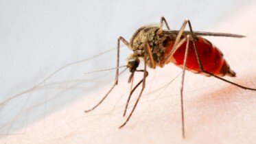 Worth knowing about Zika Virus if you are going to travel to the areas at risk
