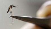 An Aedes Aegypti mosquito is seen in a lab of the International Training and Medical Research Training Center (CIDEIM) in Cali, Colombia.