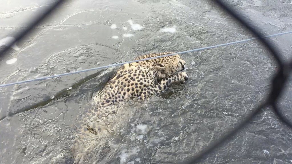 Cheetah fell through the ice in Kristiansand