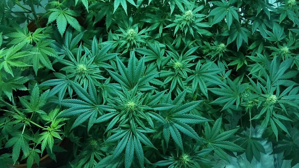 Dog found marijuana plantation
