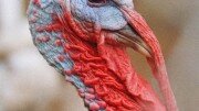 Fears bird flu in turkeys in Østfold