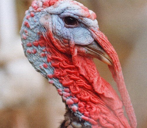 Fears bird flu in turkeys in Østfold