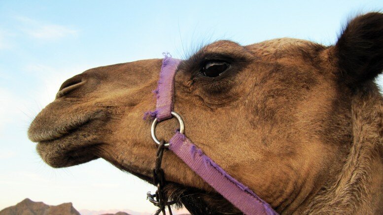 Norwegians stopped with camel meat on border