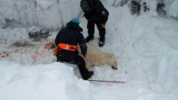 Polar bears killed in Svalbard