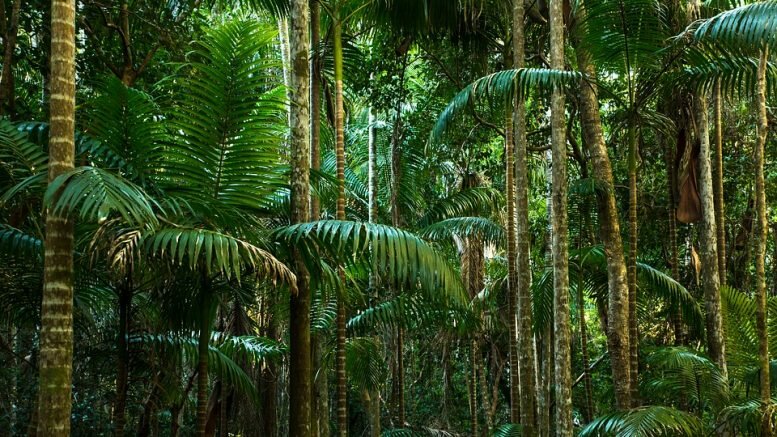 rain forest fund bio fuel climate gas