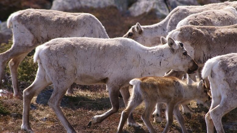 Wild Reindeer herds chronic wasting disease CWD