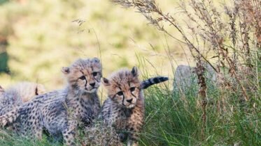 The zoo named this year’s travel destination