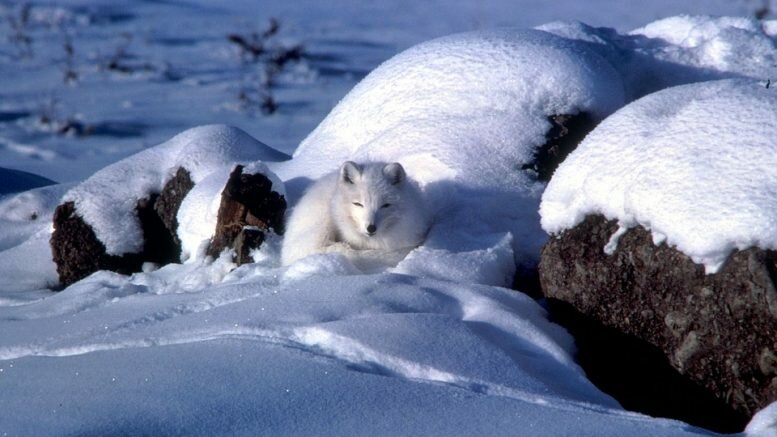 Arctic fox rabies