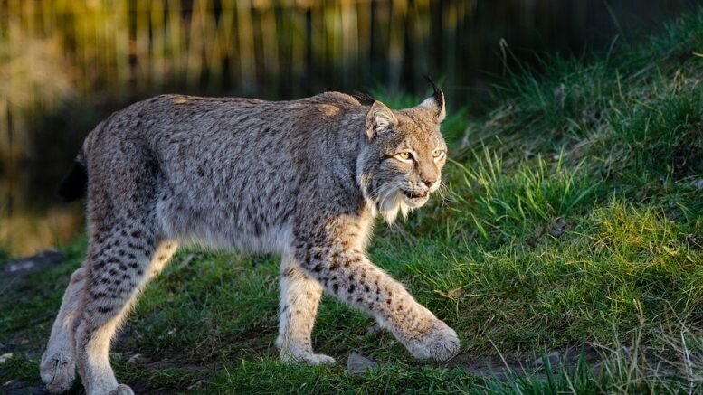 lynx predator