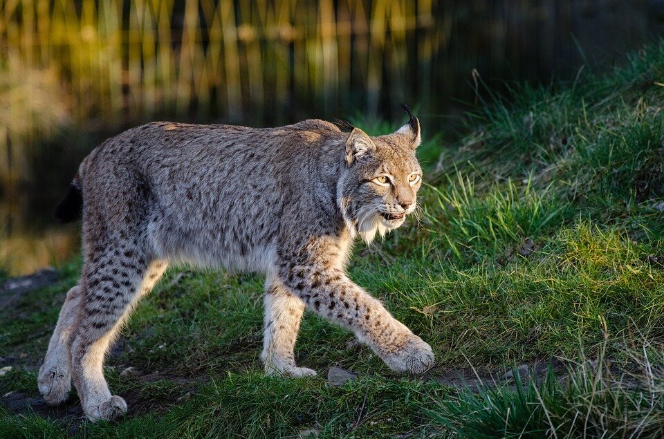 Fewer lynx in Norway - Norway Today