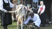 Crown Prince Haakon milks a cow on Dyrskun its 150th anniversary.