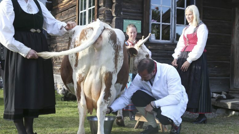 Crown Prince Haakon milks a cow on Dyrskun its 150th anniversary.