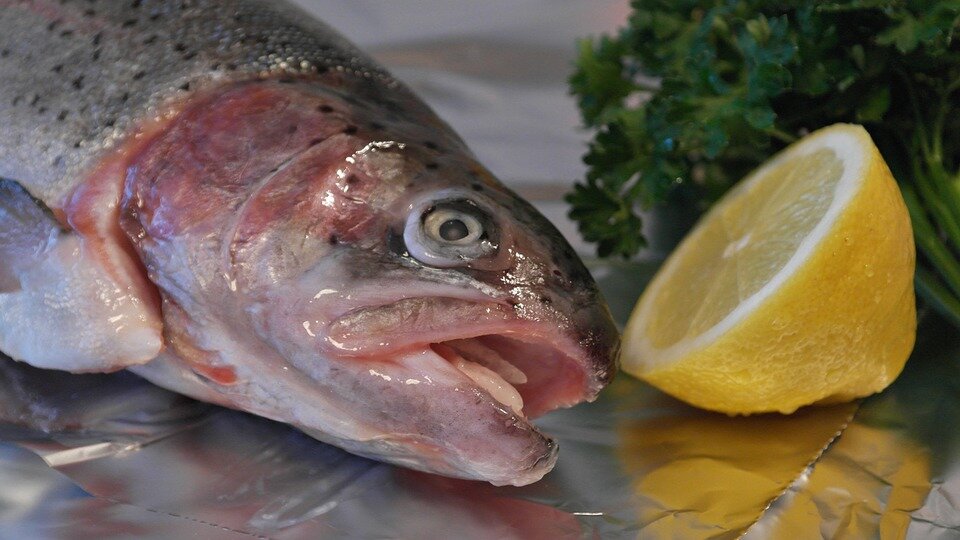 Decrease in river catch of salmon
