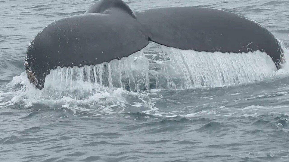 Whaling Commission adopted stricter controls