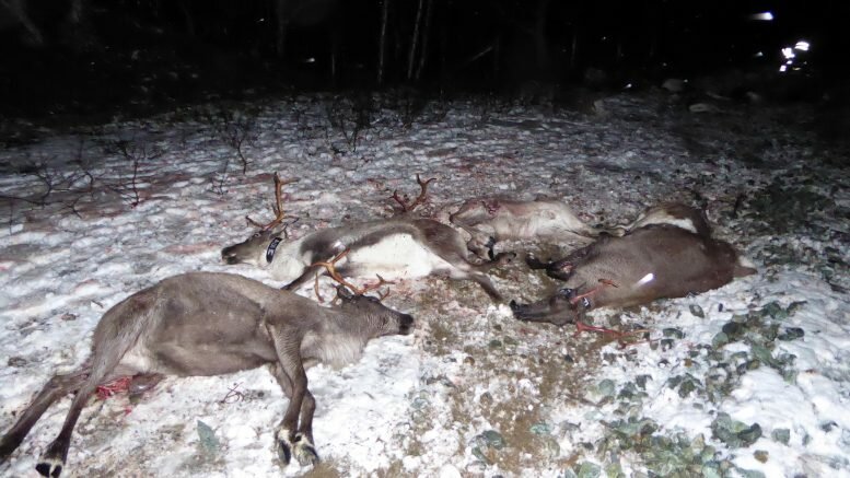 At least 46 reindeer killed