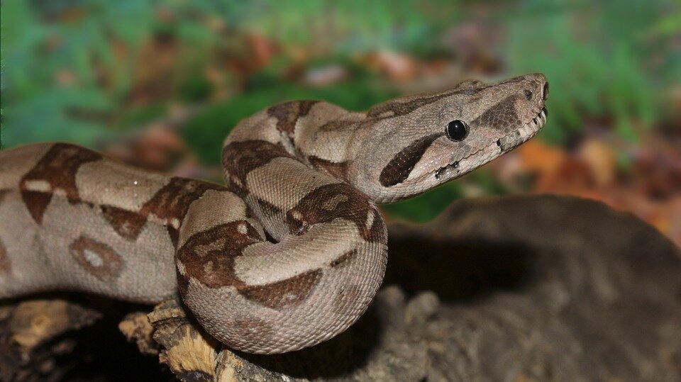 800 Exotic Animals Seized