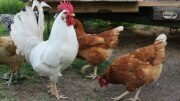 Free-Range Hens eggs