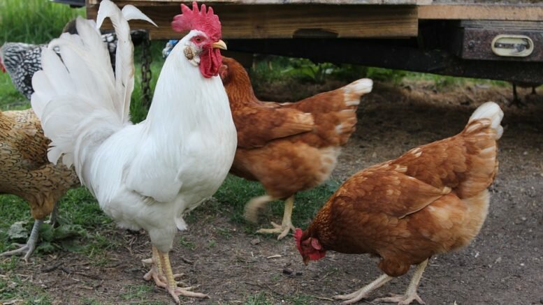 Free-Range Hens eggs