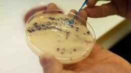 multi-resistant bacteria