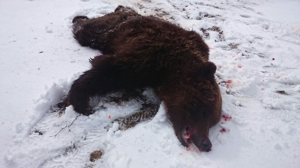 A bear been shot in Sør-Trøndelag