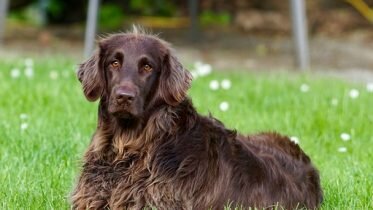 Dogs are affected by their owner’s stress