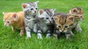 Kitten Cat cats