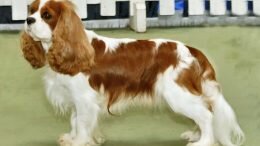 King Charles Spaniel dog breeding
