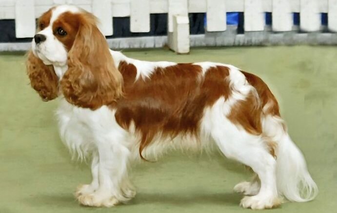 King Charles Spaniel dog breeding