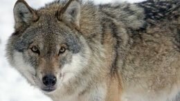 wolf case snow engerdal