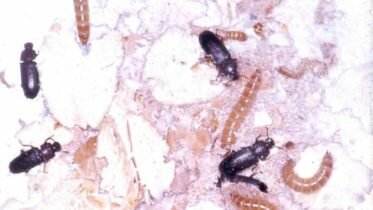 Larvae are fed on waste before they become fish feed