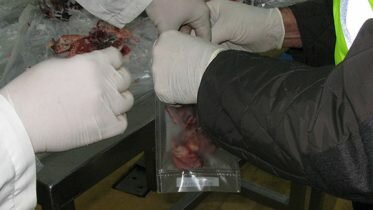 Police dismantle crime group trading horsemeat