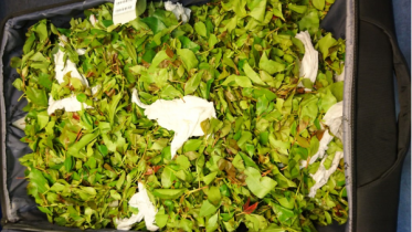 Four khat smugglers on the same flight