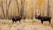 Moose Elk Hunt