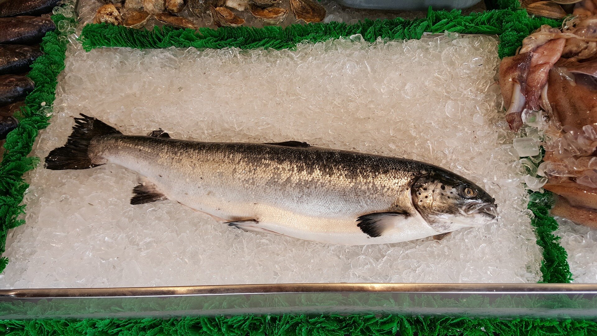 Fish vaccinated with DNA not genetically modified