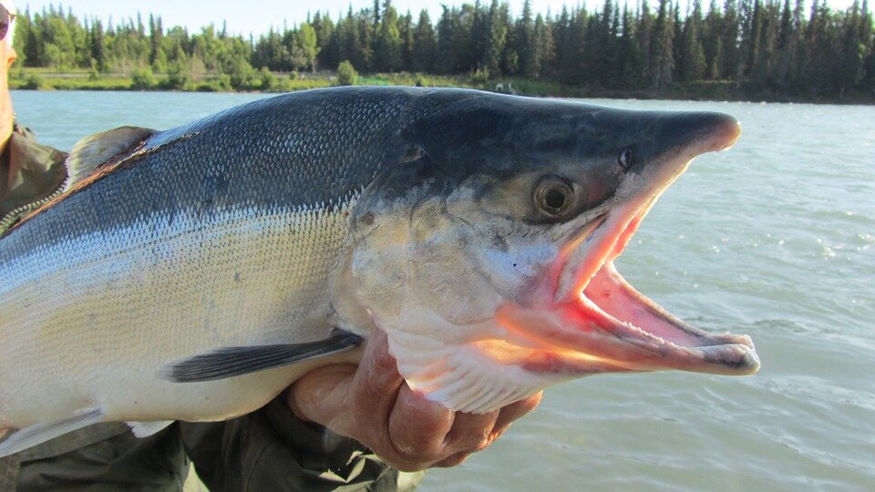The authorities crack down on illegal salmon fishing