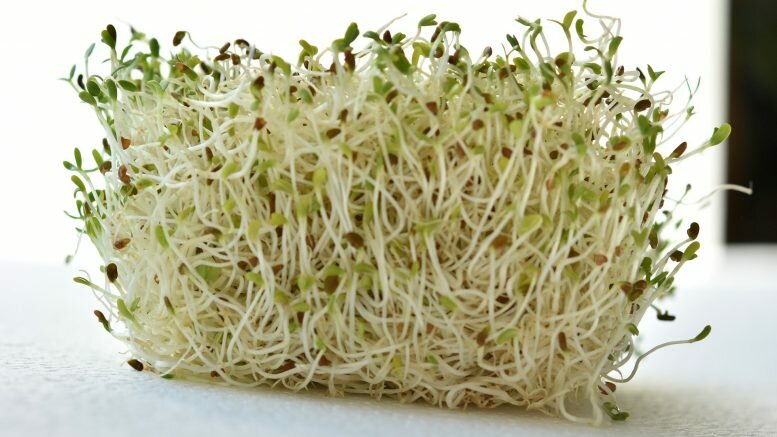 Alfalfa Sprouts salmonella