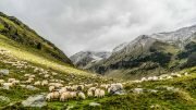 Sheep farmer Mountain, Animal Husbandry Maedi