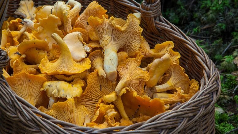 mushroom chanterelle