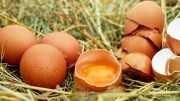 Chicken Eggs contamination
