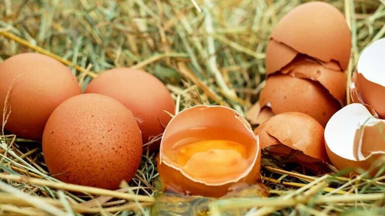 Chicken Eggs contamination