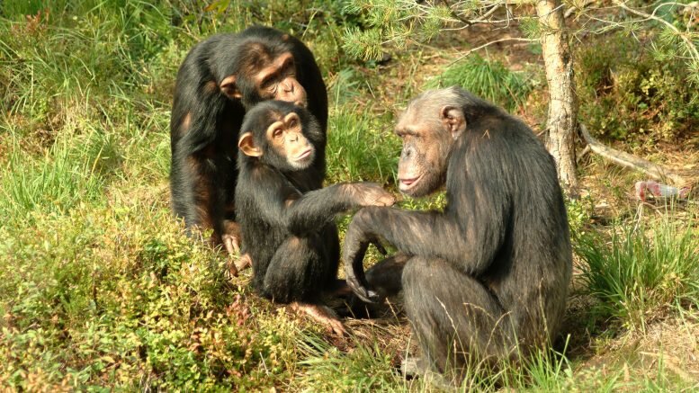 The Chimpanzee Julius. Kristiansand Zoo 100 Best Things To Do In Norway