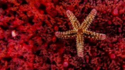 Starfish Oceana North sea